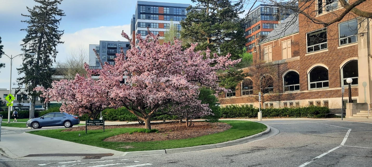 Crabapple trees in front of a building.